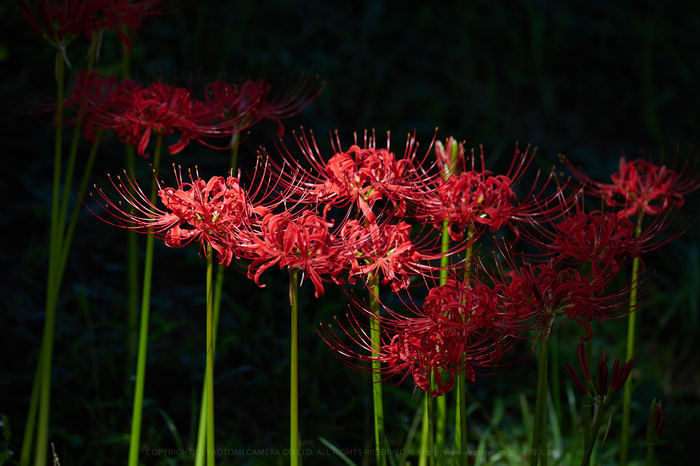 ピノキオ　特大 eight hundred feat.初音ミク - YouTube